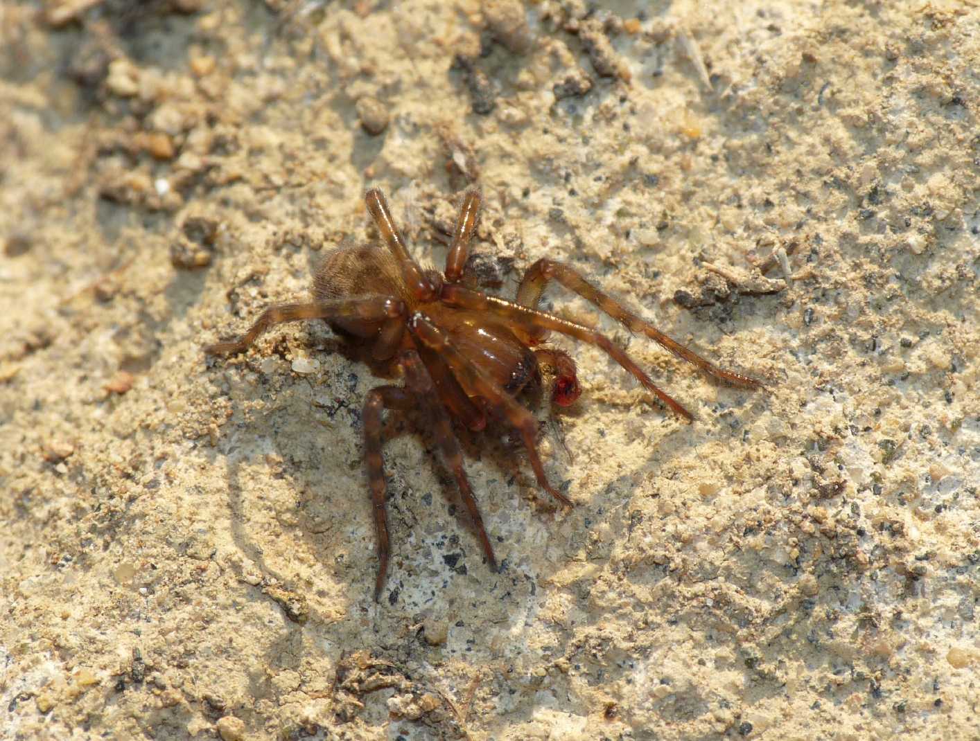 Amaurobius erberi